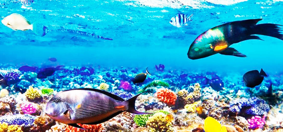 Mergulho_no_Mar_Vermelho